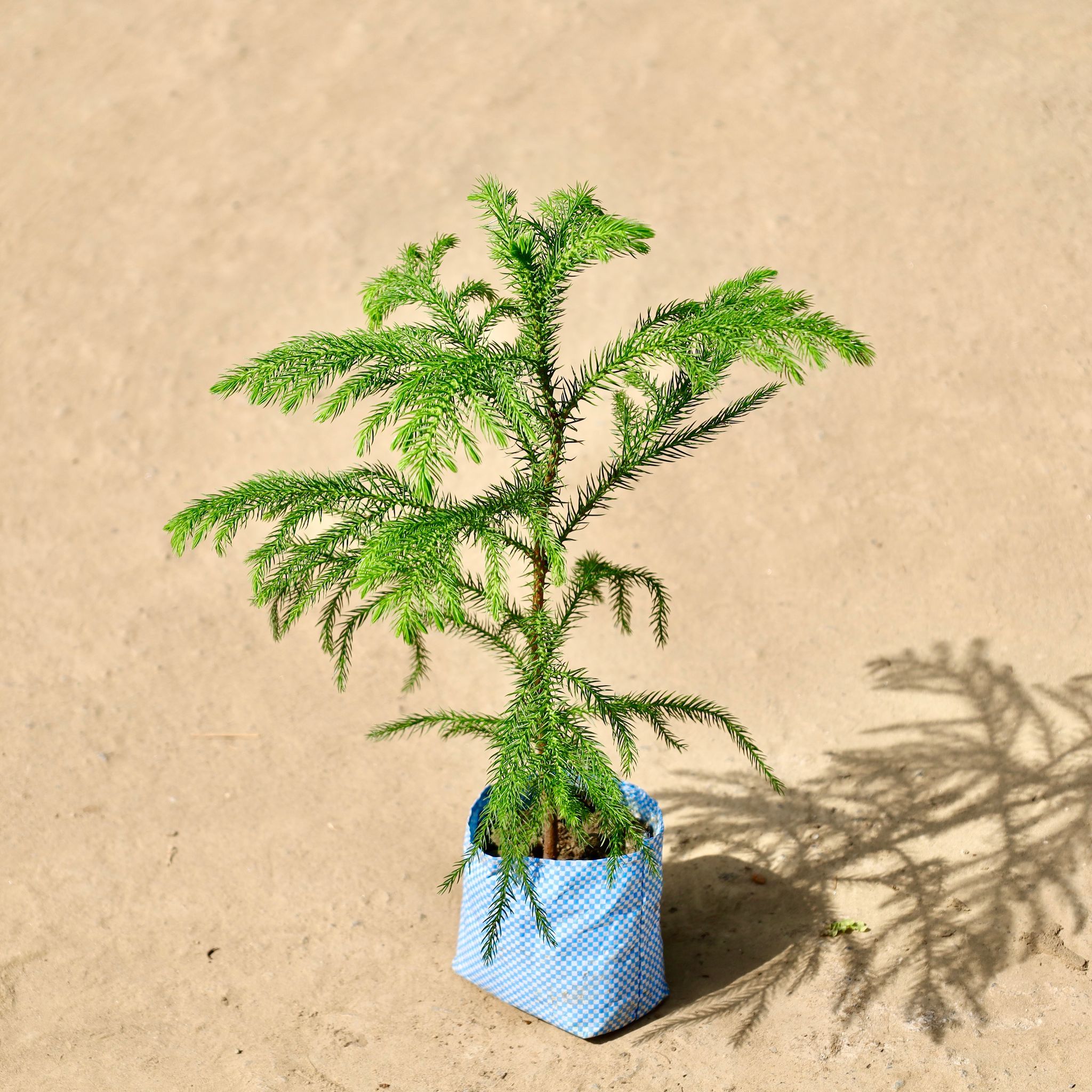 Araucaria / Christmas Tree in 4 inch Nursery Bag