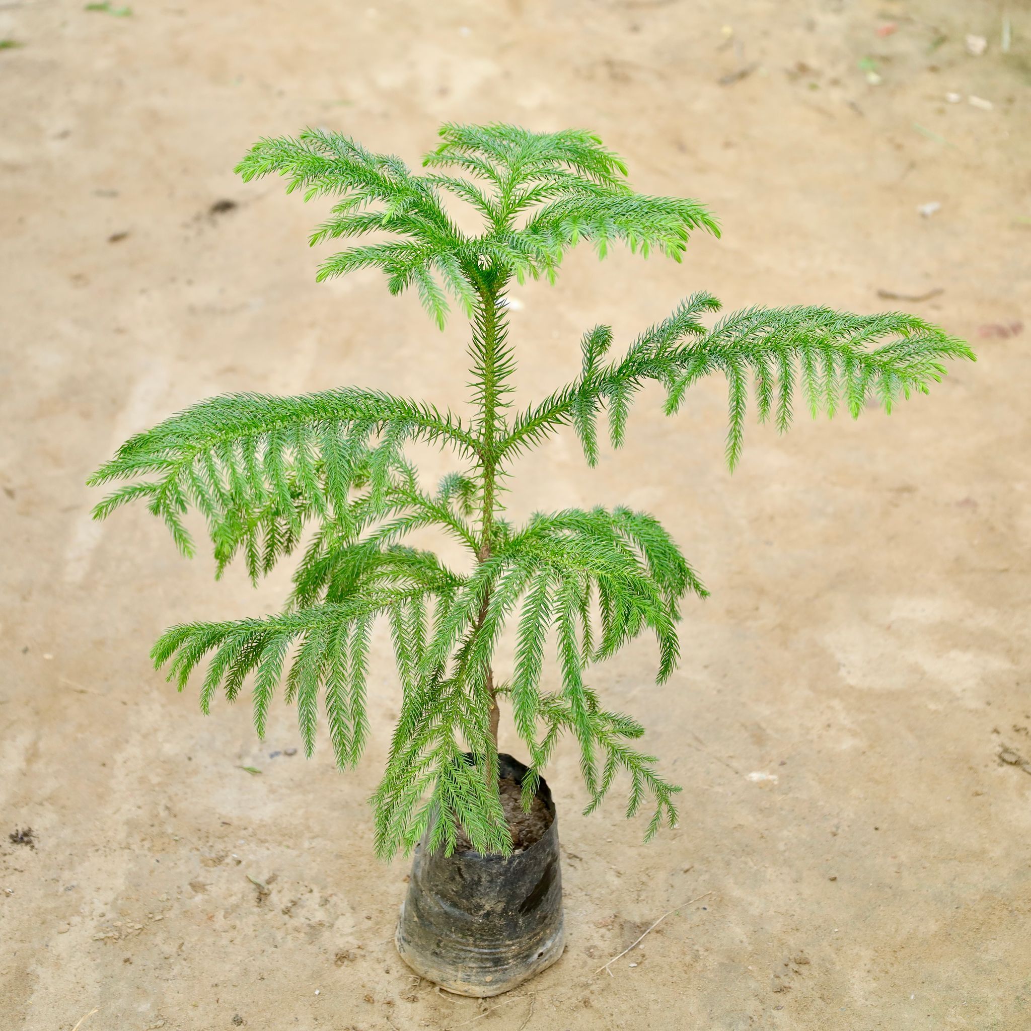 Araucaria / Christmas Tree in 4 Inch Nursery Bag