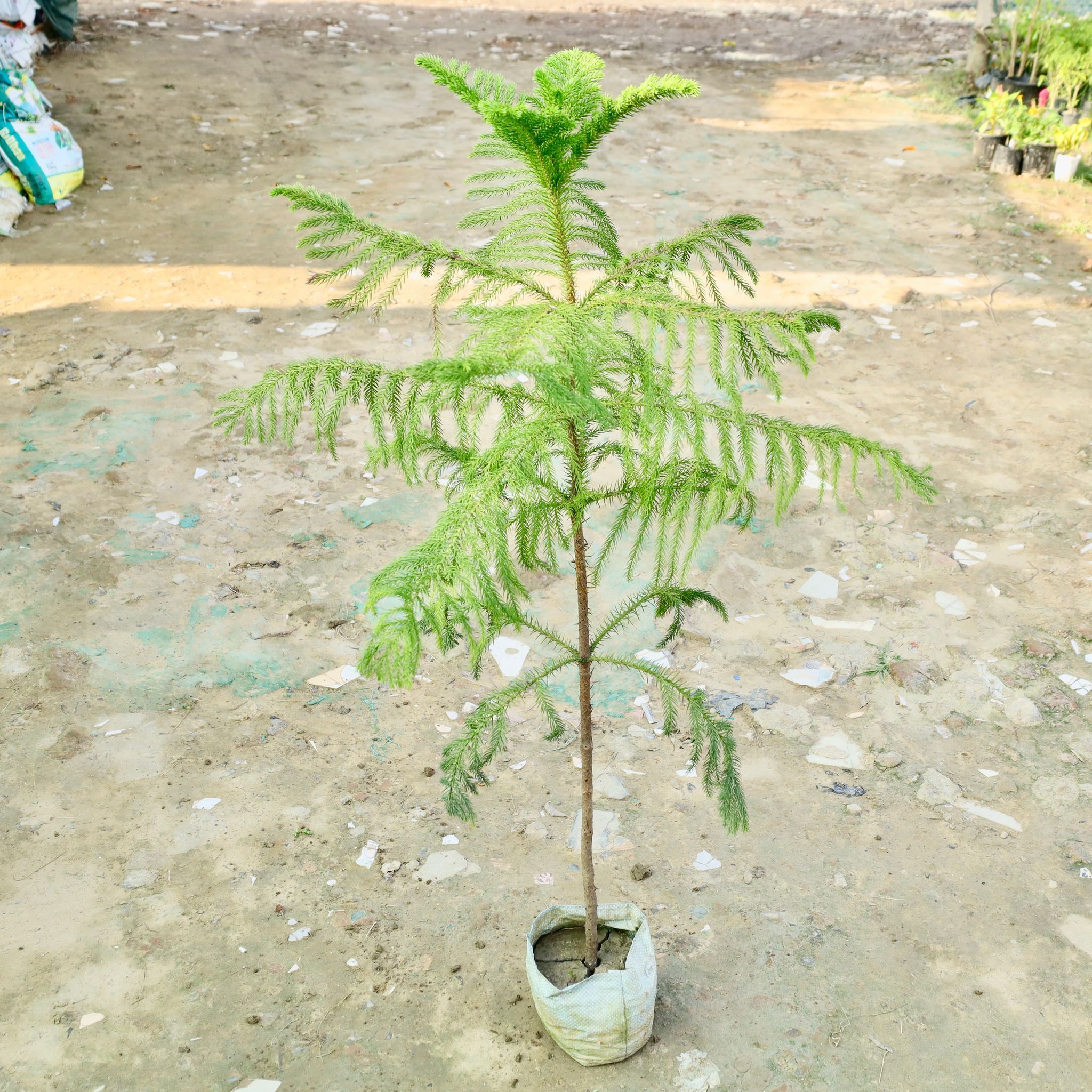 Araucaria / Christmas Tree in 4 Inch Nursery Bag