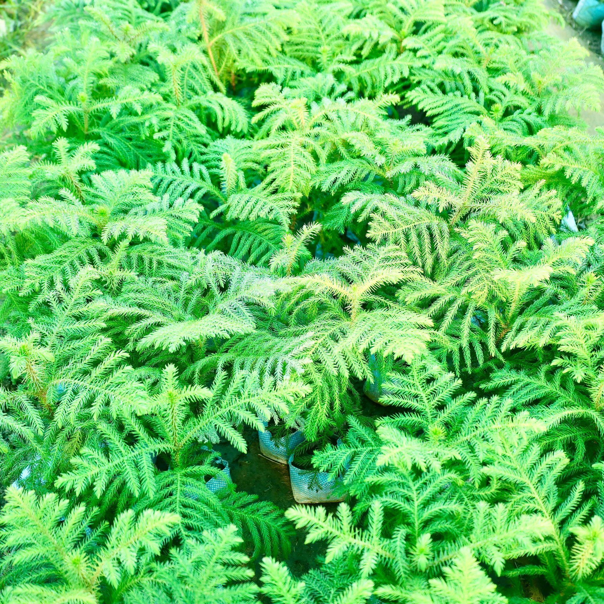 Araucaria / Christmas Tree in 4 Inch Nursery Bag