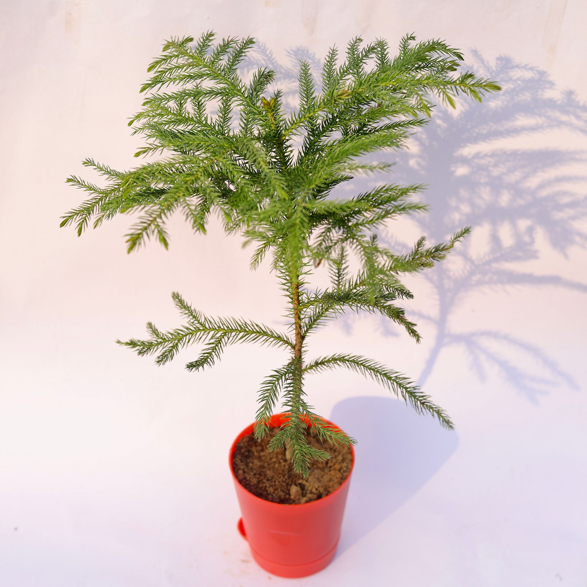 Araucaria / Christmas Tree in 4 Inch Red Florence Self Watering Pot
