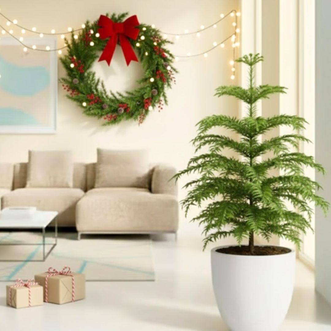 Araucaria / Christmas Tree (~ 4 Ft) in 10 Inch White Premium Convessa Fiberglass Planter