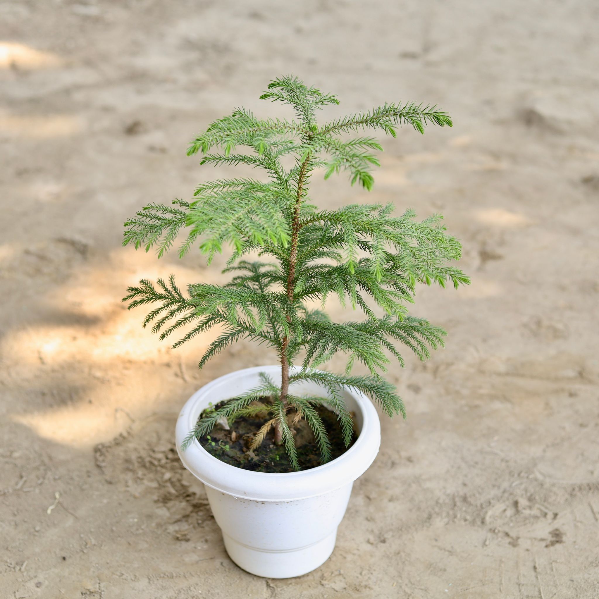Araucaria / Christmas Tree (~1.5 Ft) in 8 Inch Classy White Plastic Pot