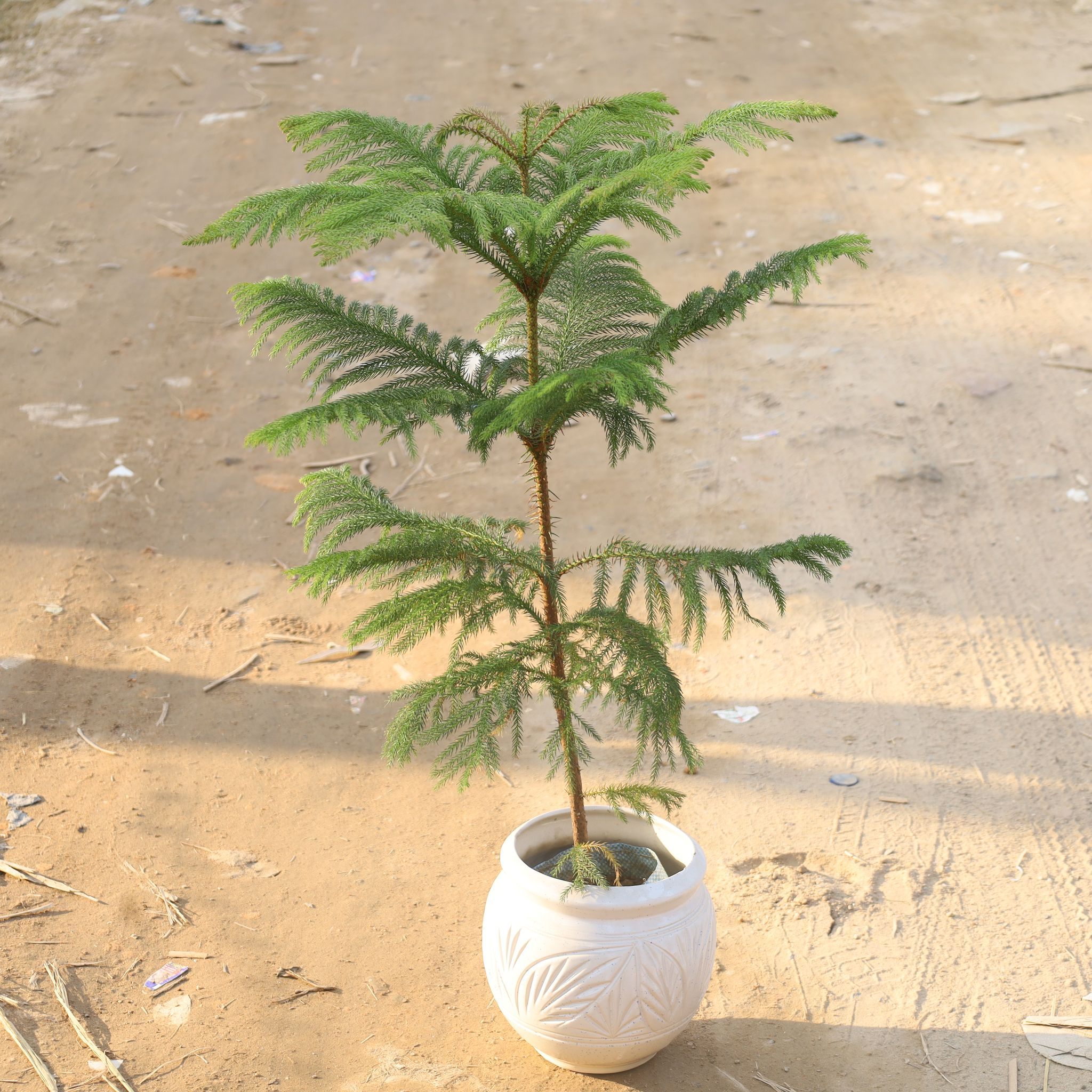 Araucaria / Christmas Tree (3 Ft) in 8 Inch Matka Ceramic Pot (Any Design, Colour)