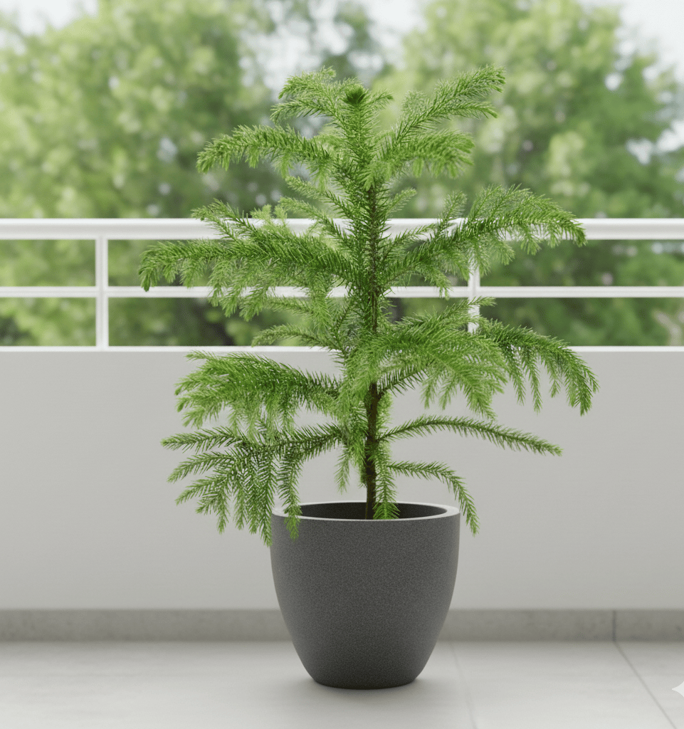 Araucaria / Christmas Tree (3-4 Ft) in 12 X 12 Inch Grey Premium Convessa Fiberglass Planter