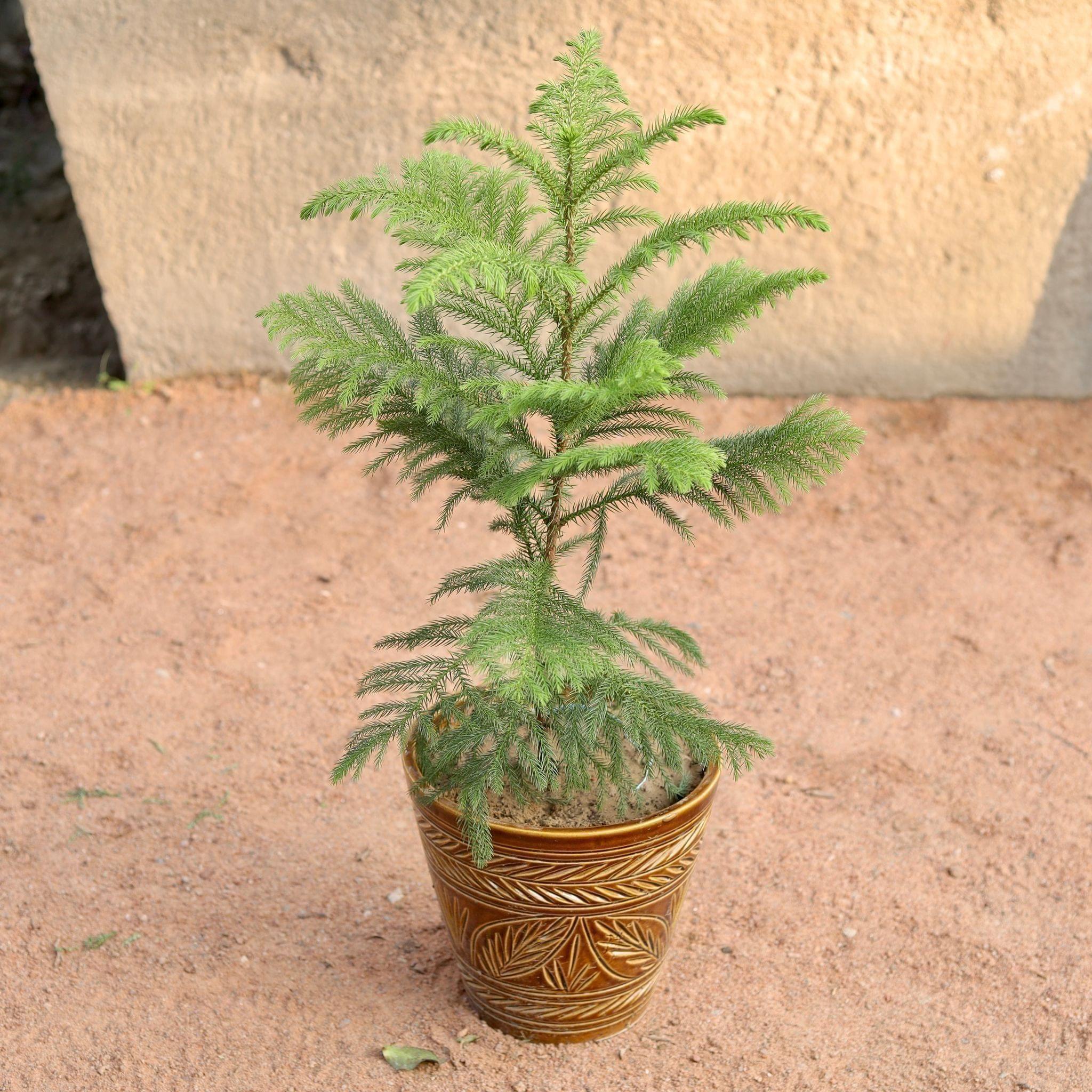 Araucaria / Christmas Tree ~2-3 ft in 8 Inch Ceramic Pot (Any Design,Colour)