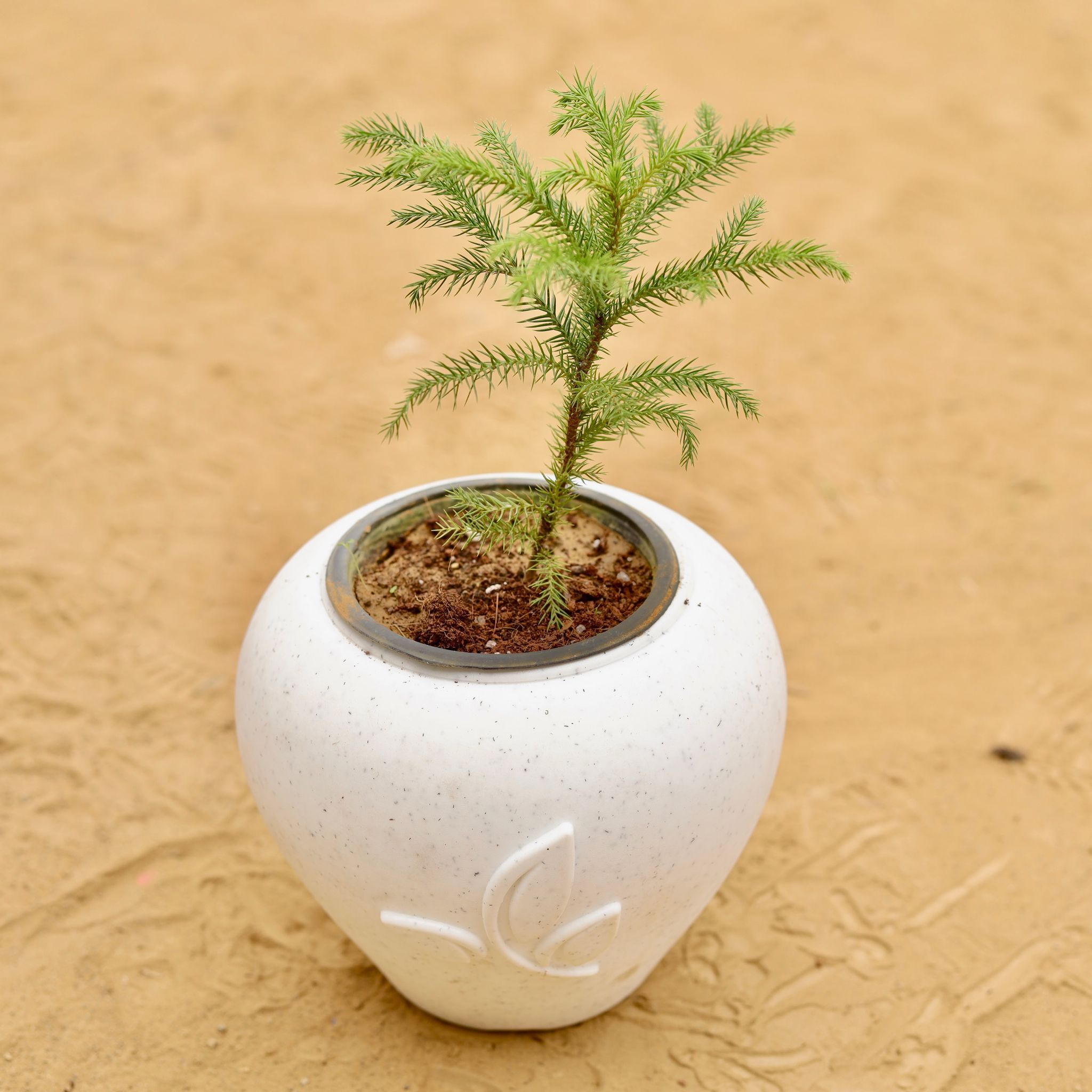 Araucaria / Christmas Tree Baby in 7 Inch Plain White Premium Apple Leaf Plastic Pot
