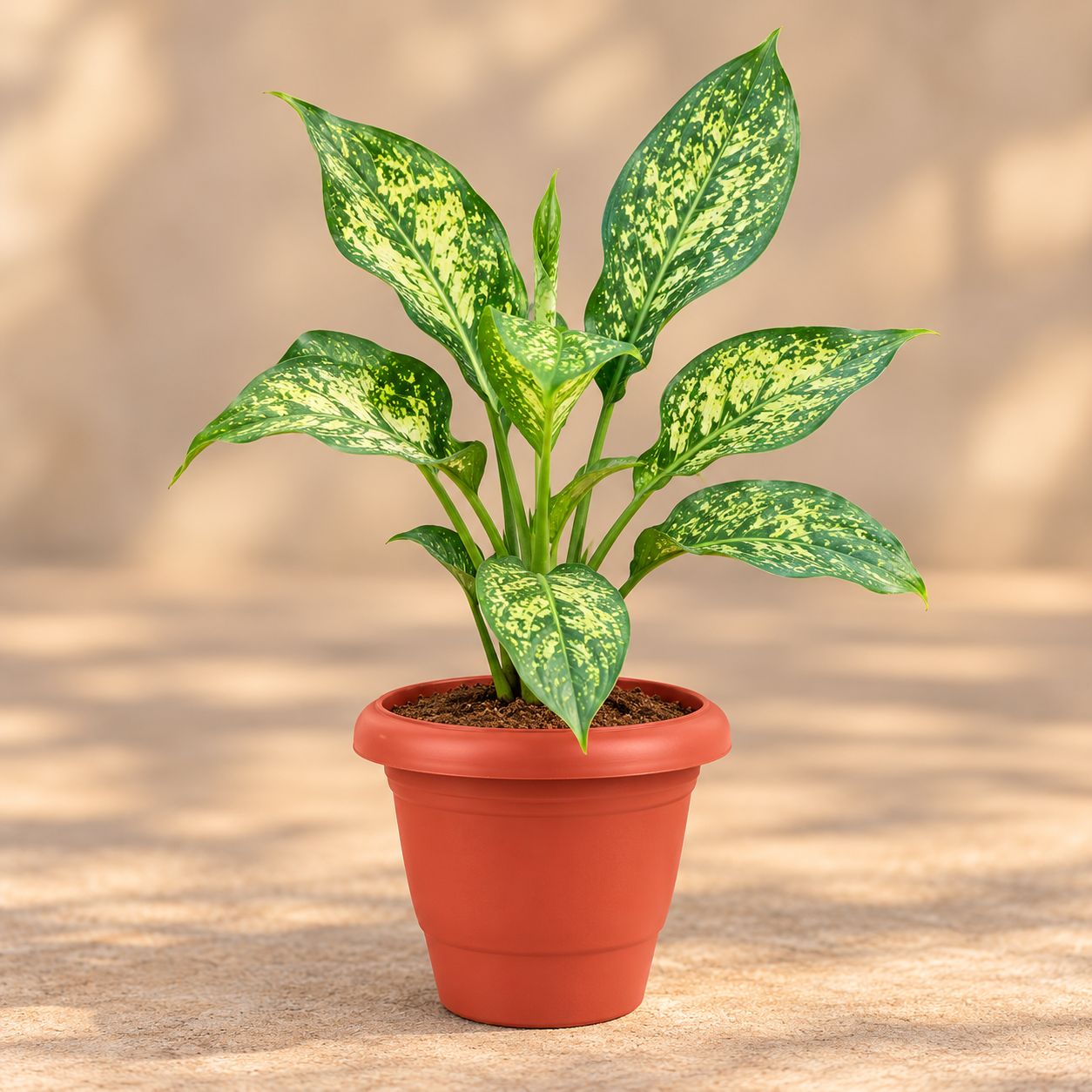 Large Aglaonema Snow White in 8 Inch Terracotta Red Classy Plastic Pot