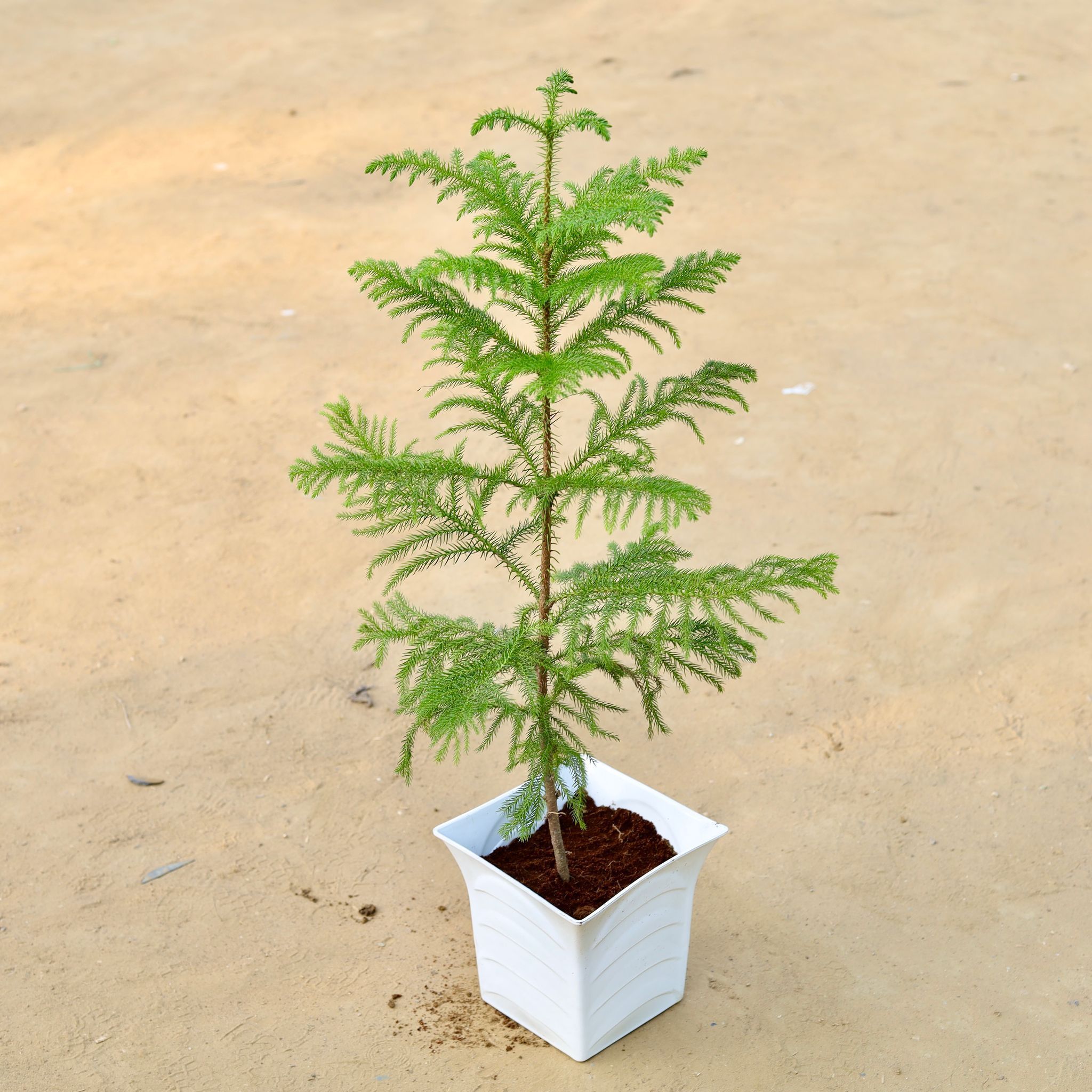 Araucaria / Christmas Tree (~ 2.5 Ft) in 8 Inch White Olive Plastic Pot