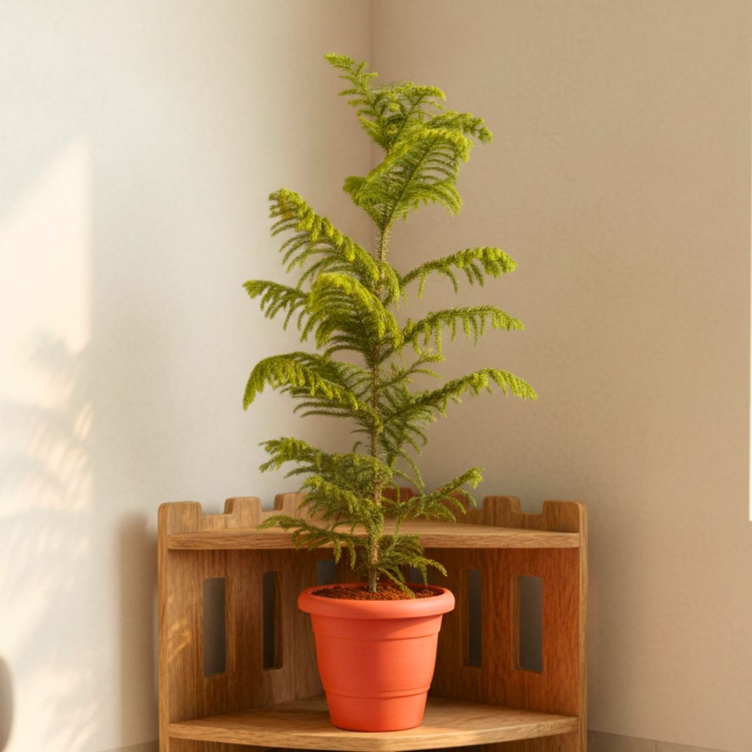 Araucaria / Christmas Tree (~ 2.5 Ft) in 9 Inch Classy Red Plastic Pot
