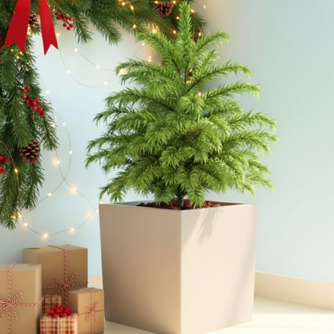 Araucaria / Christmas Tree (~ 4 Ft) in 10 Inch Beige Sandstone Premium Kyvos Fiberglass Planter
