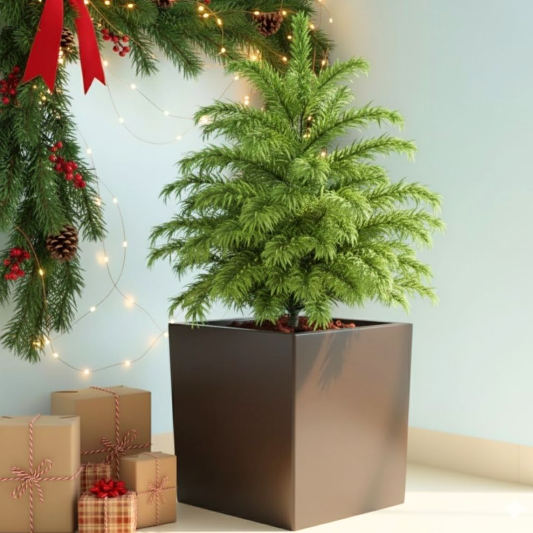 Araucaria / Christmas Tree (~ 4 Ft) in 10 Inch Brown Sandstone Premium Kyvos Fiberglass Planter