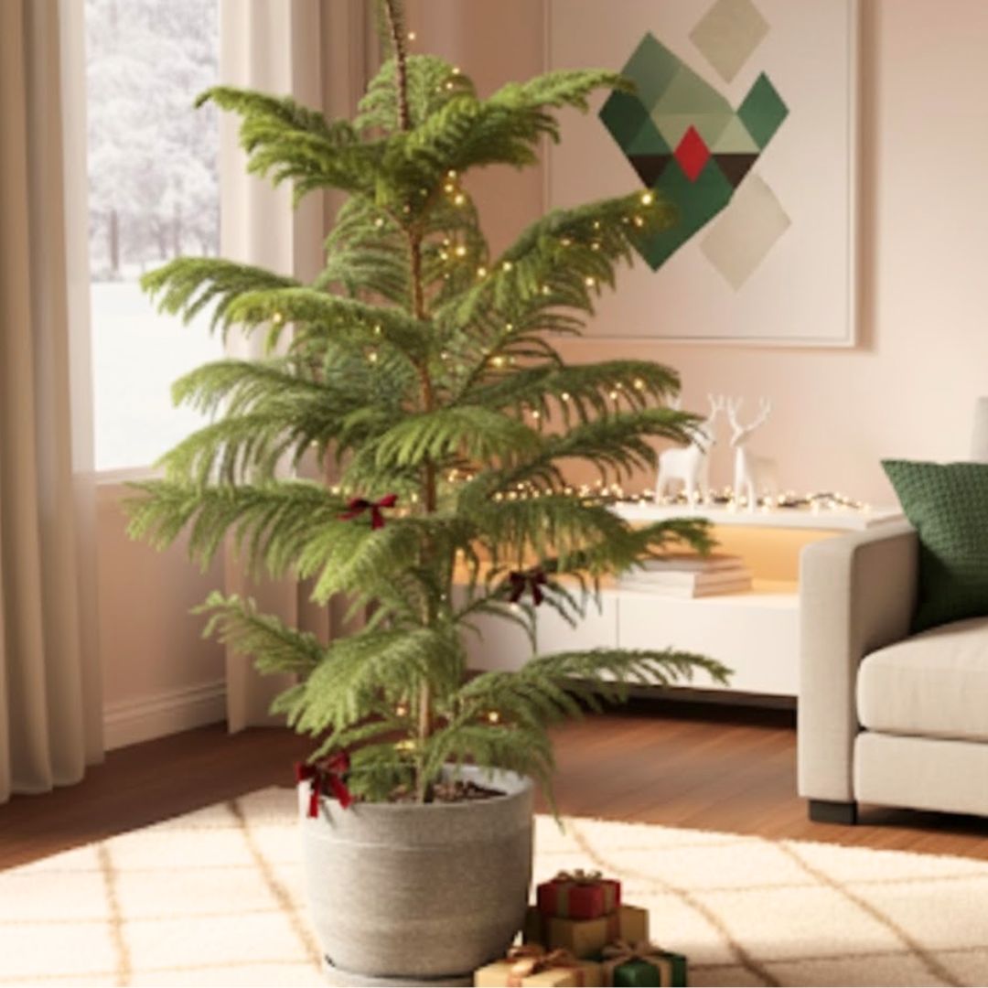 Araucaria / Christmas Tree (~ 4 Ft) in 10 Inch Grey Premium Orbis Fiberglass Planter