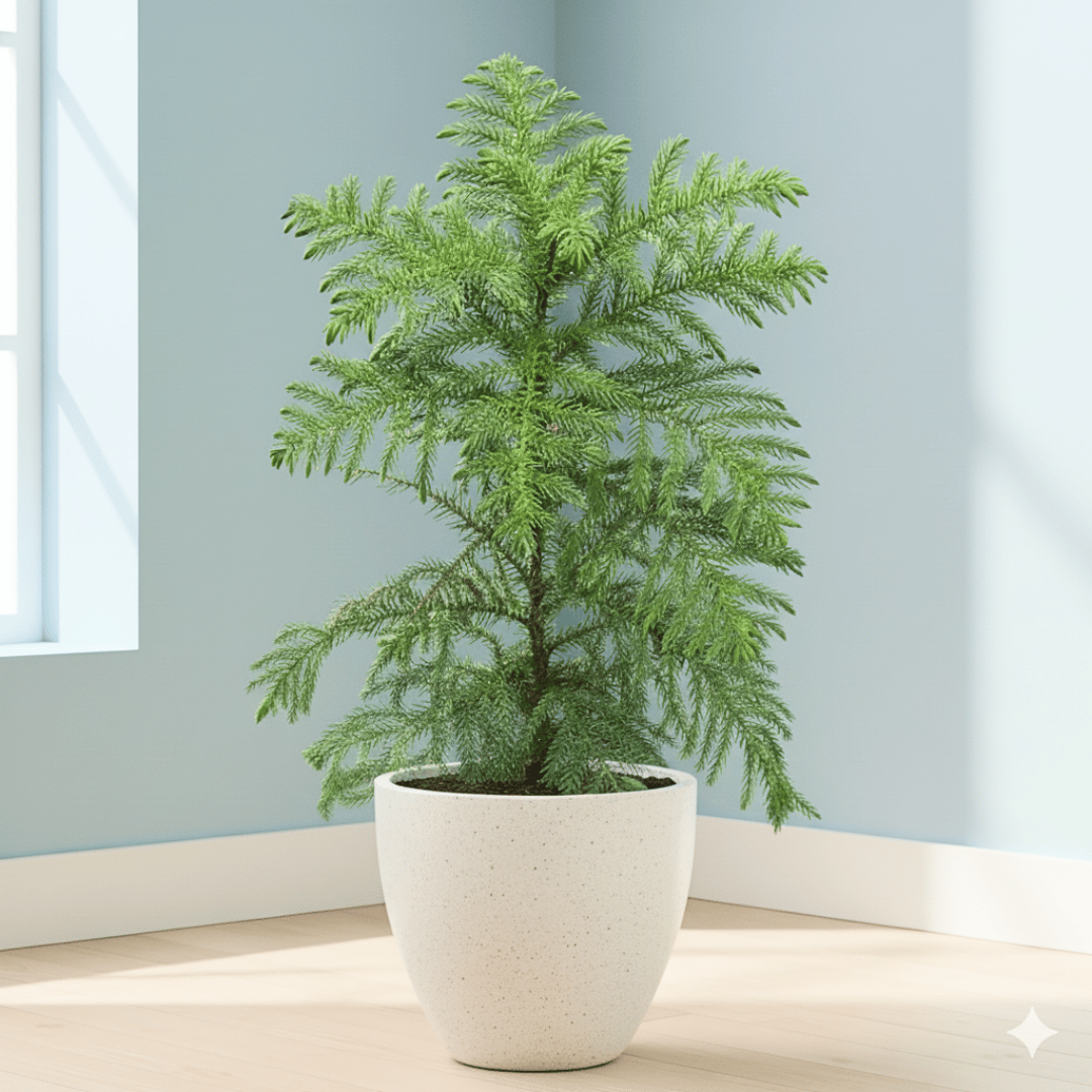 Araucaria / Christmas Tree (~ 2 Ft) in 10 X 10 Inch White Premium Convessa Fiberglass Planter