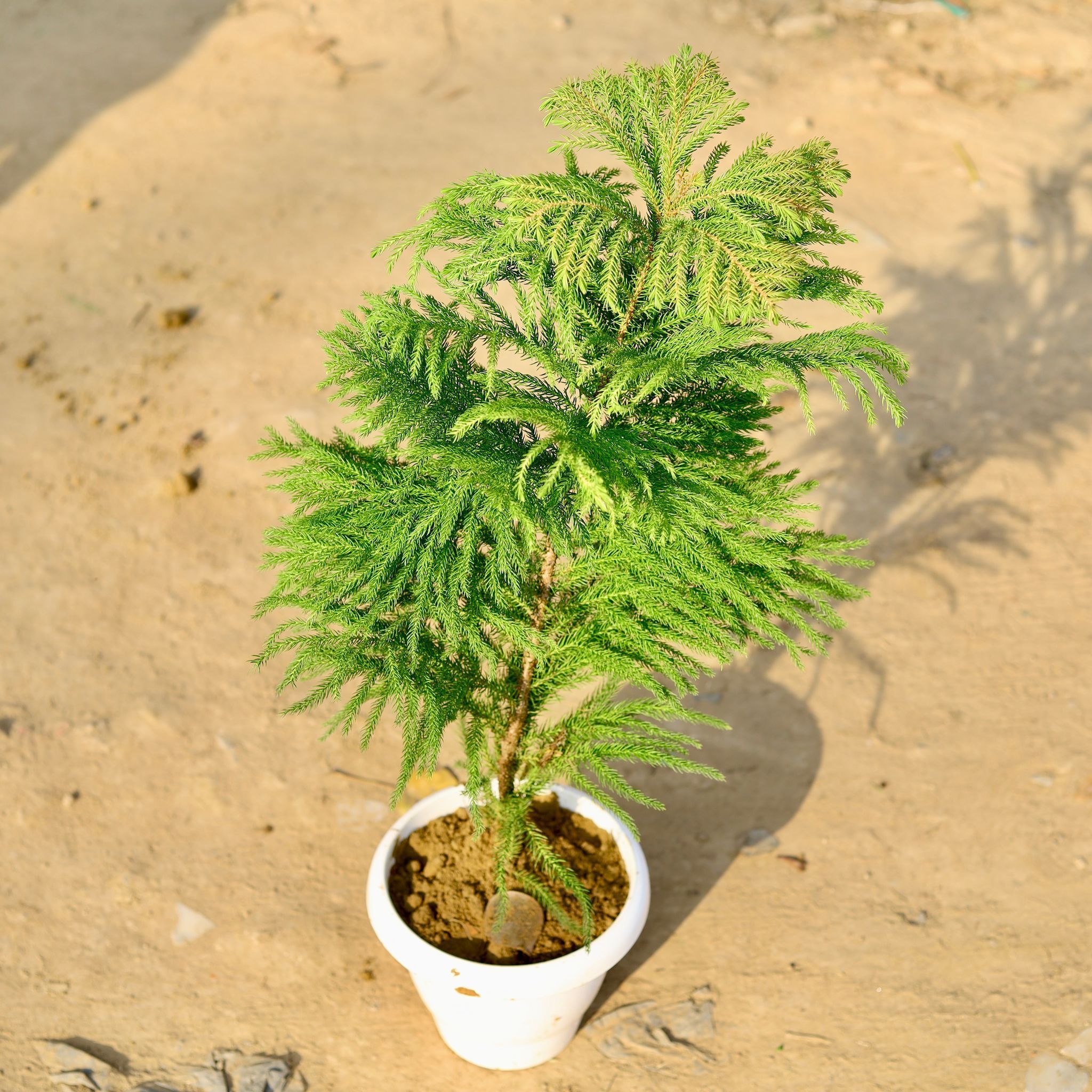 Araucaria / Christmas Tree (~ 2 Ft) in 8 Inch Classy White Plastic Pot