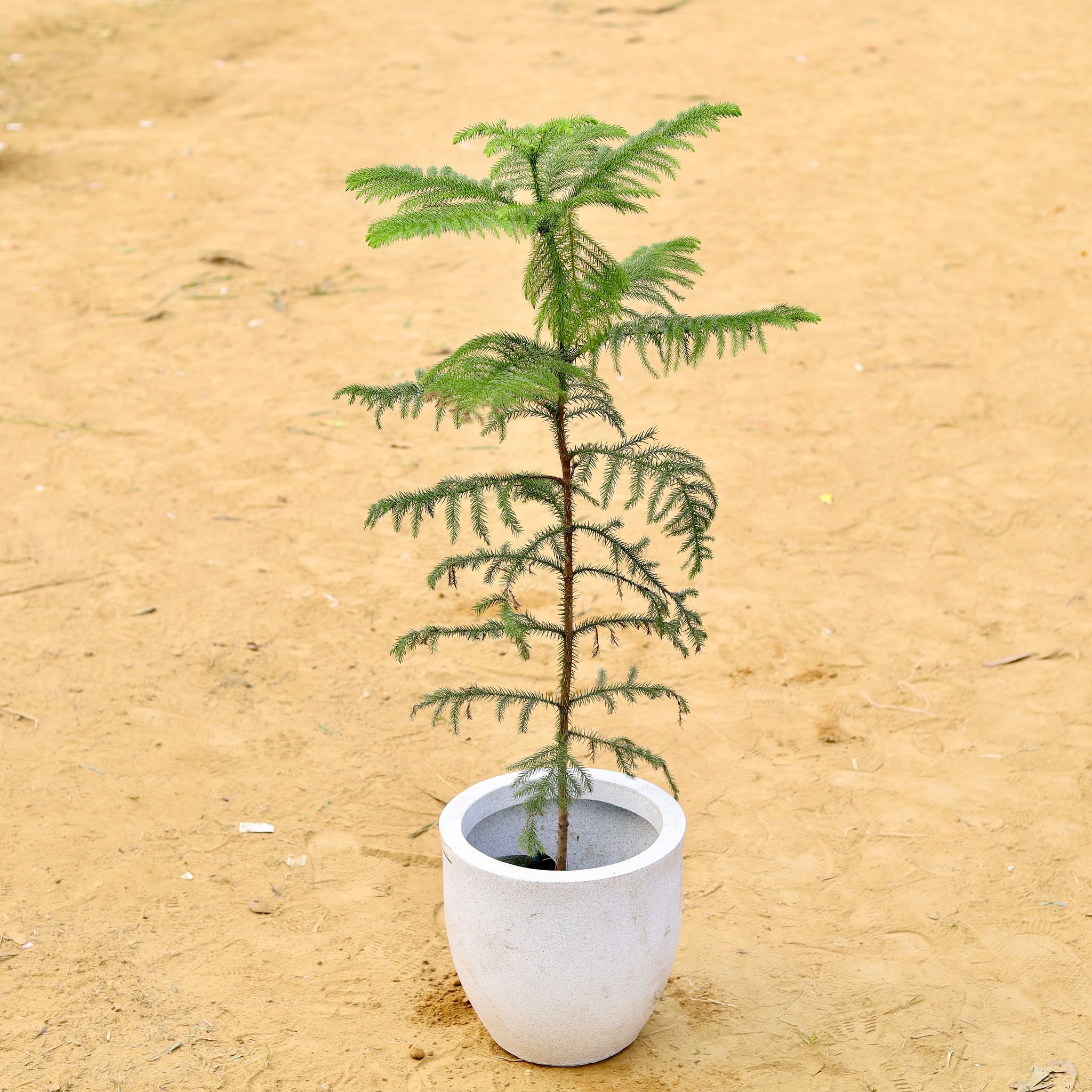 Araucaria / Christmas Tree (~ 2.5 Ft) in 10 X 10 Inch White Premium Convessa Fiberglass Planter