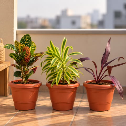 Indoor Plants - Set of 3 - Dracaena Mahatma, Song of India & Croton Petra in 8 Inch Terracotta Red Classy Plastic Pot | Big plants Collection