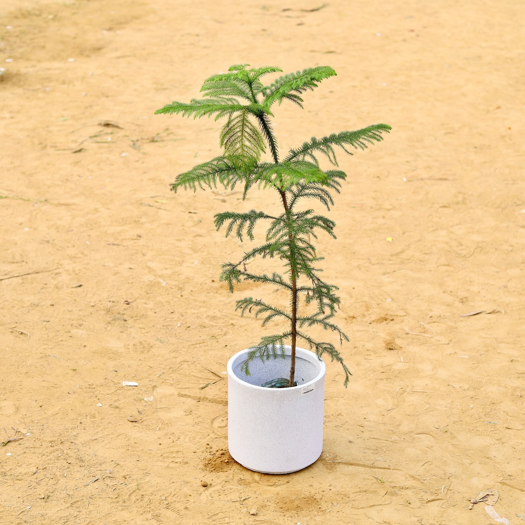 Araucaria / Christmas Tree (~ 2.5 Ft) in 11 X 11 Inch White Premium Dochieo Fiberglass Planter