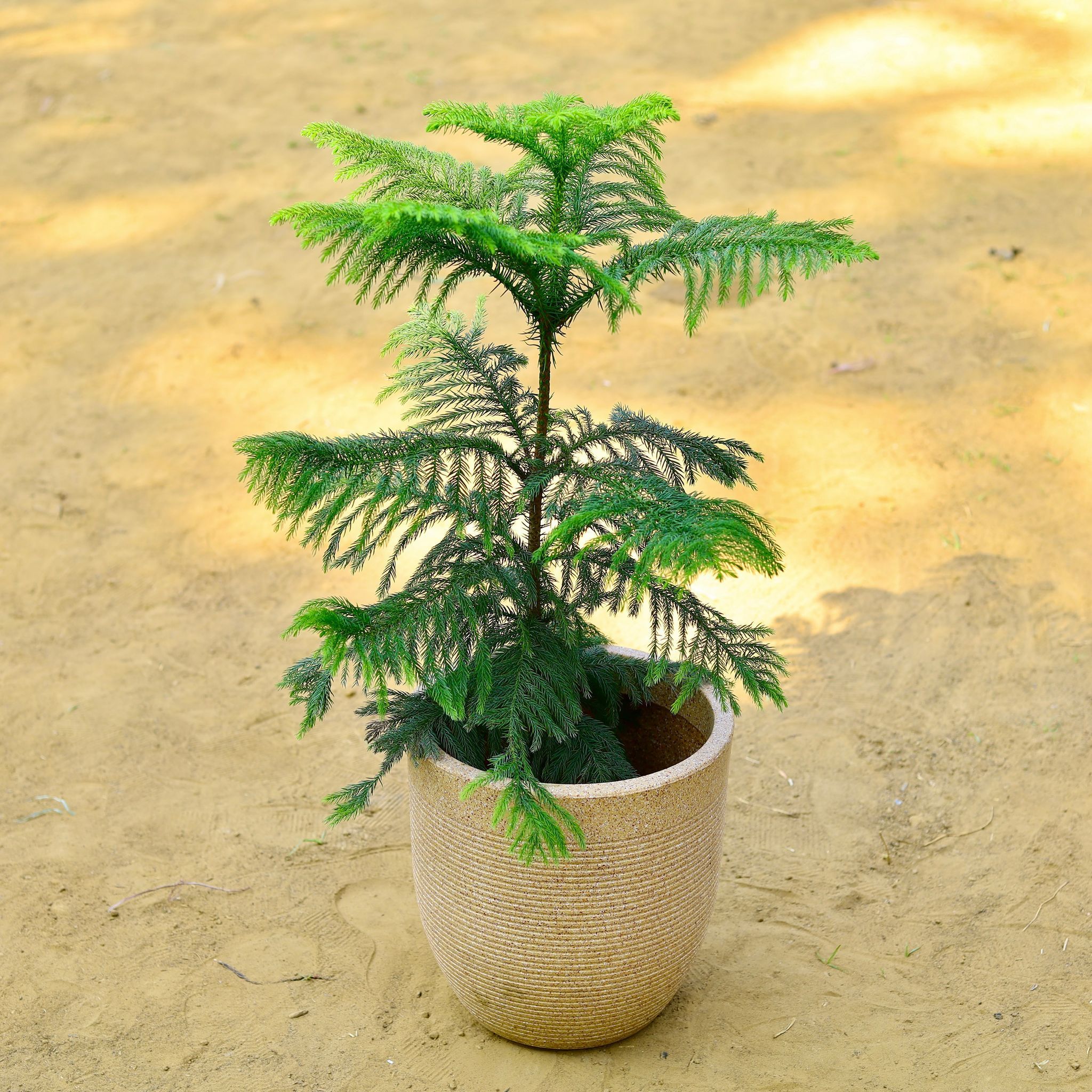 Araucaria / Christmas Tree (~ 2.5 Ft) in 12 X 12 Inch Sandstone Premium Orbis Fiberglass Planter