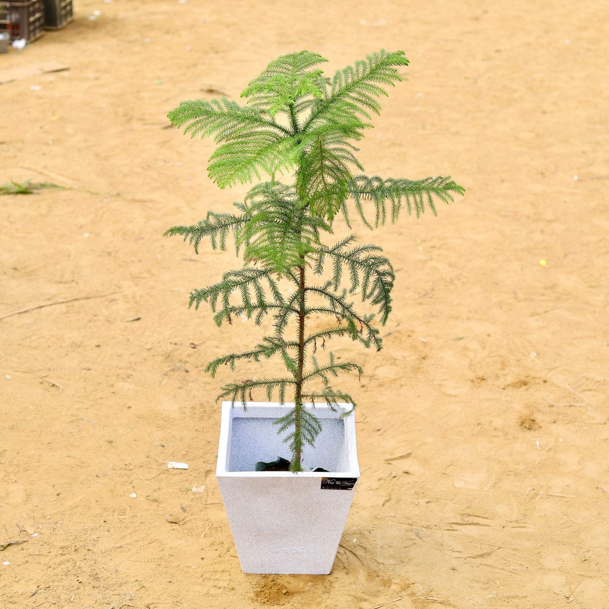 Araucaria / Christmas Tree (~ 2.5 Ft) in 12 X 12 Inch White Premium Makris Fiberglass Planter