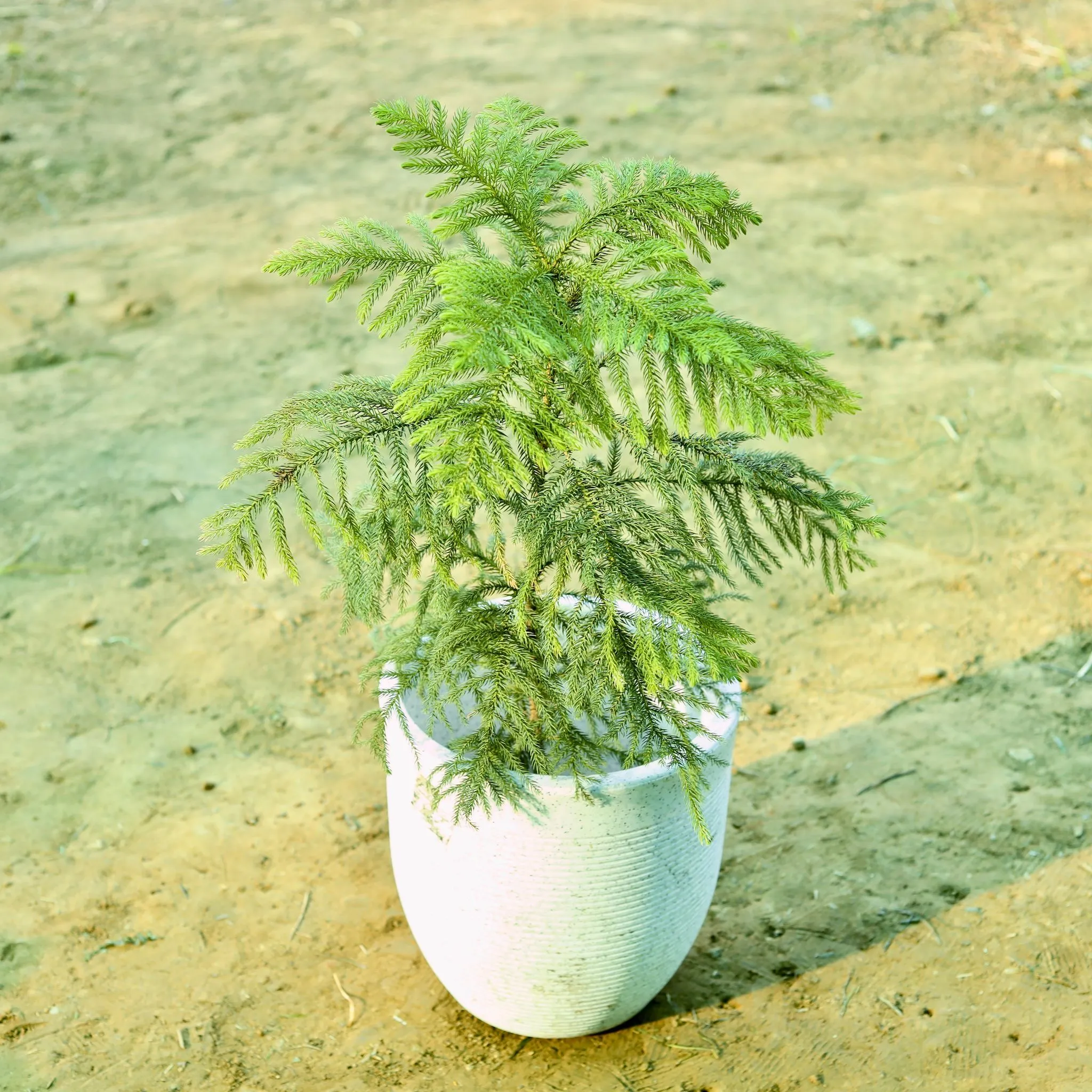 Araucaria / Christmas Tree (~ 2.5 Ft) in 15 X 14 Inch White Premium Convessa Fiberglass Planter
