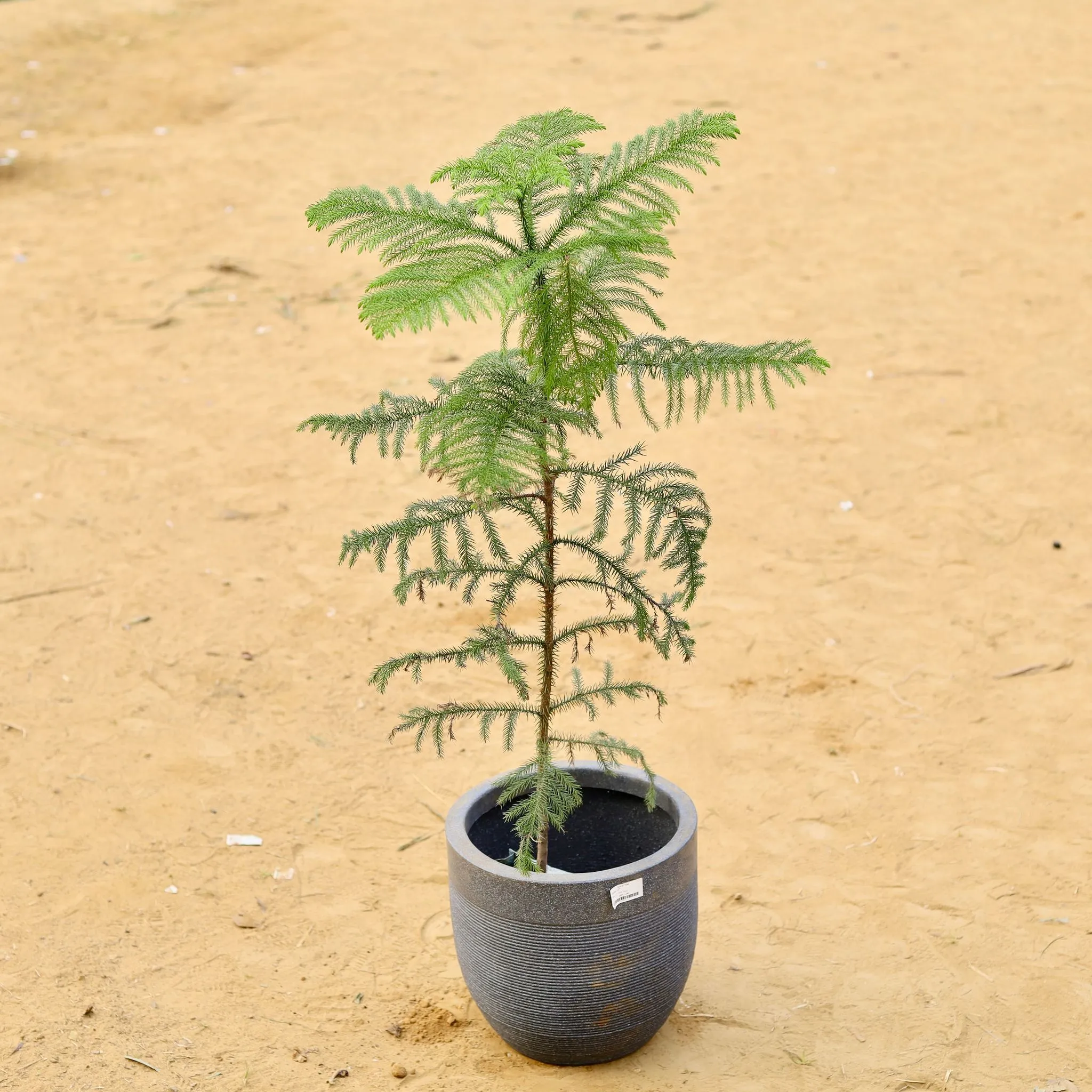 Araucaria / Christmas Tree (~ 2.5 Ft) in 15 X 15 Inch Grey Premium Orbis Fiberglass Planter
