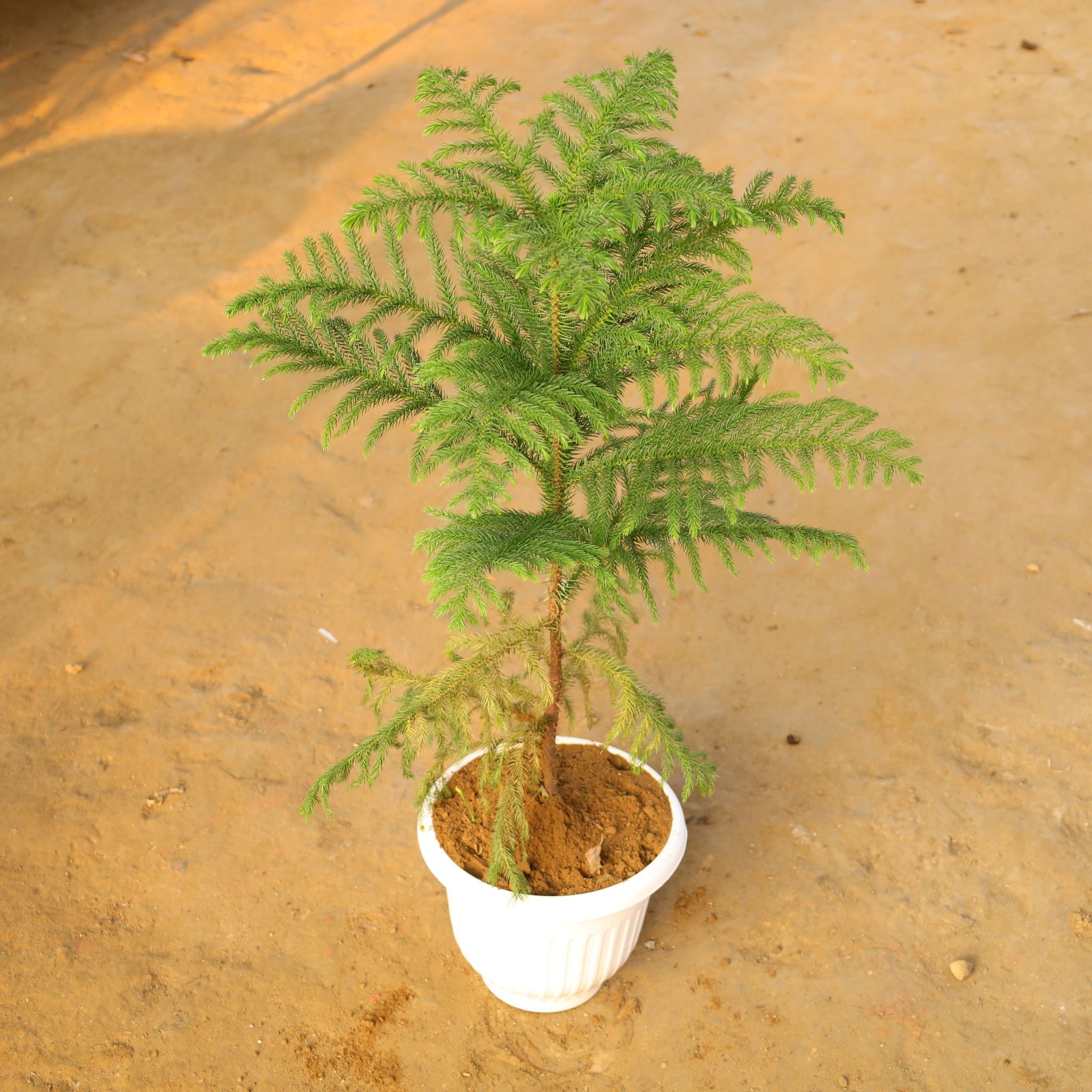 Araucaria / Christmas Tree (~ 1.5 Ft) in 10 Inch White Olive Plastic Pot