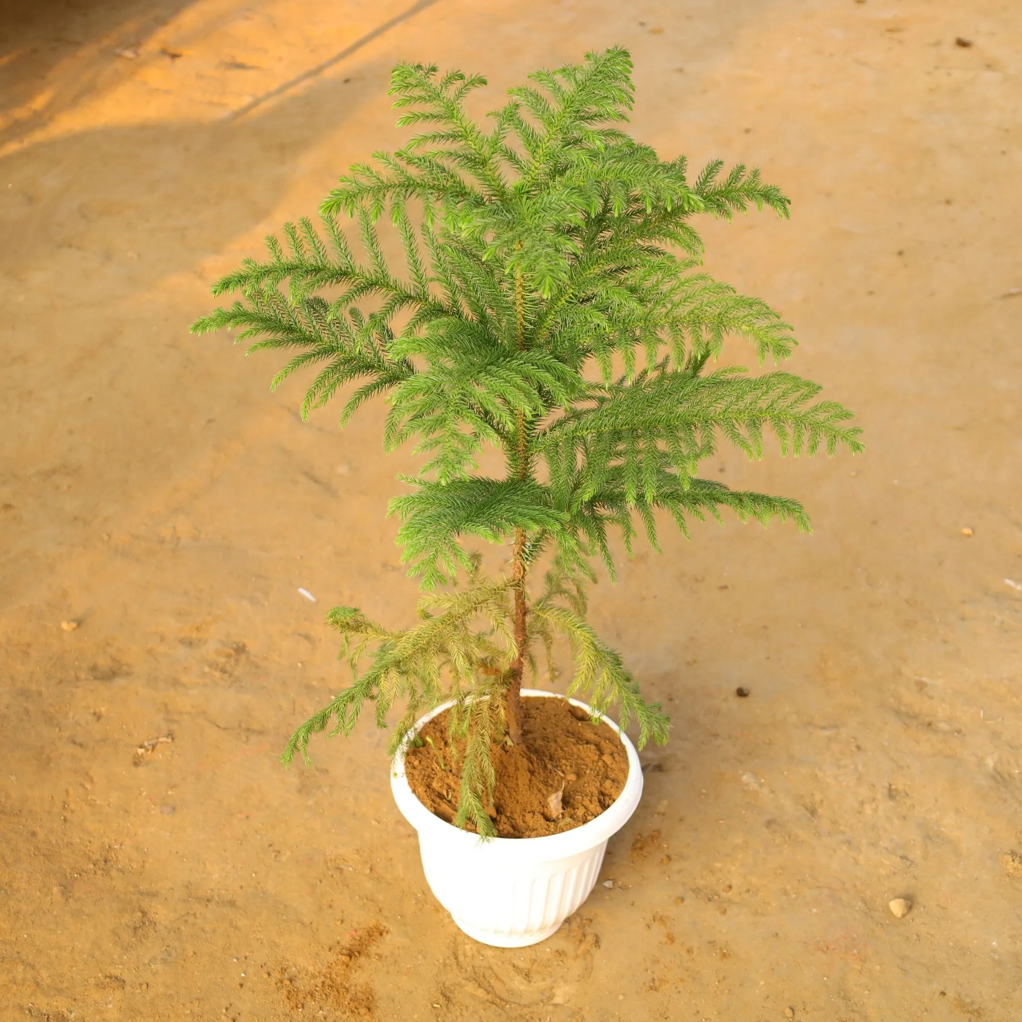 Araucaria / Christmas Tree (~ 1.5 Ft) in 10 Inch White Olive Plastic Pot