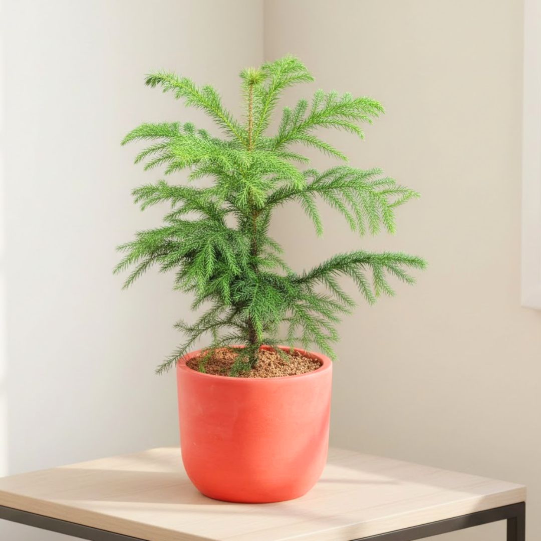 Araucaria / Christmas Tree (~ 1.5 Ft) in 4 inch Aaroh Maati Pot - Modern Curved Handcrafted Appeal