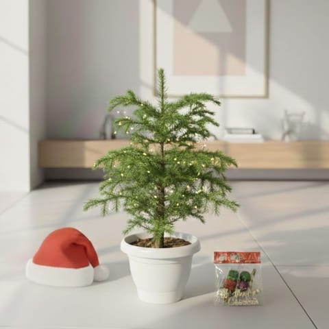 Araucaria / Christmas Tree (~ 1-2 Ft) in 8 Inch Classy White Plastic Pot