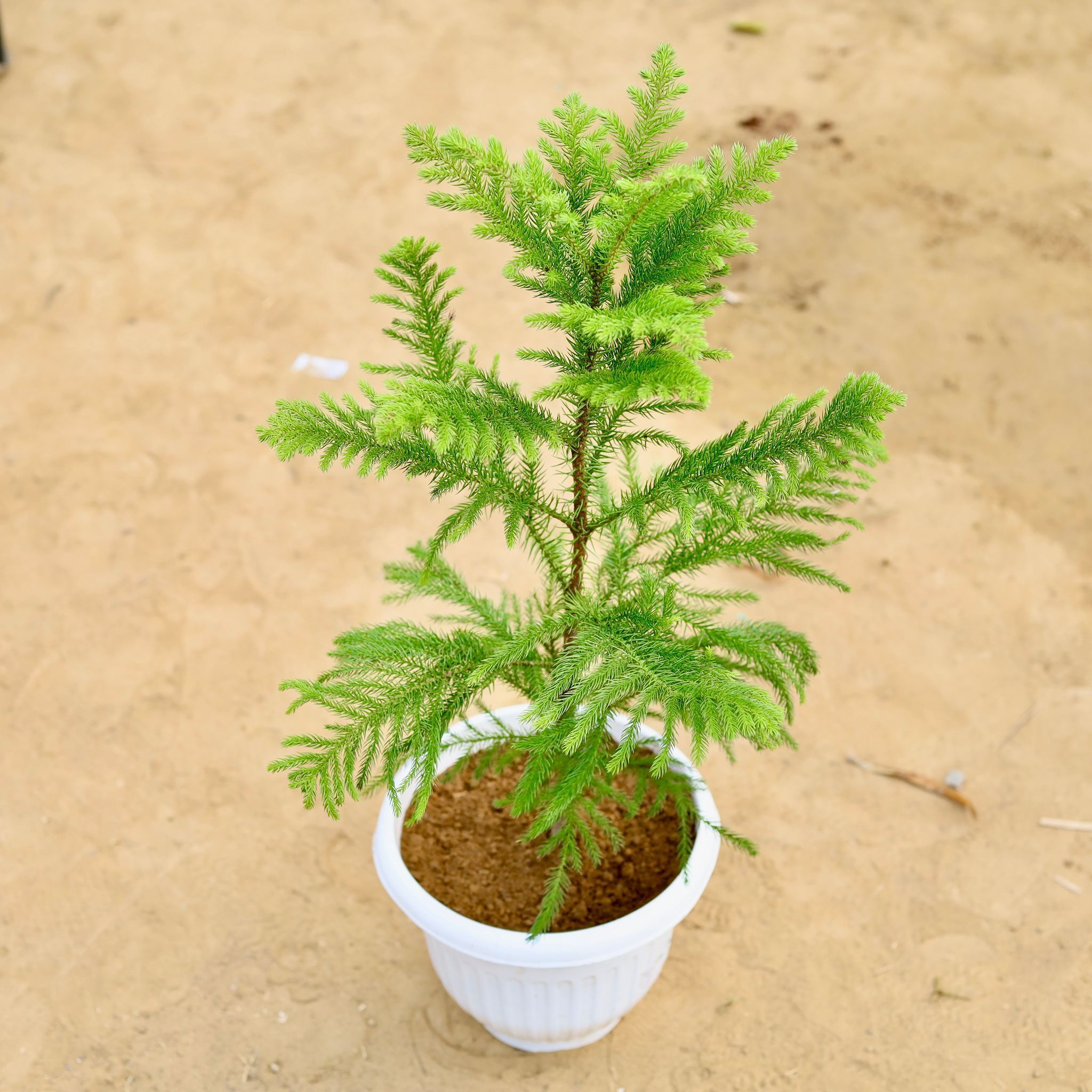 Araucaria / Christmas Tree (~ 2 Ft) in 10 inch White Olive Plastic Pot