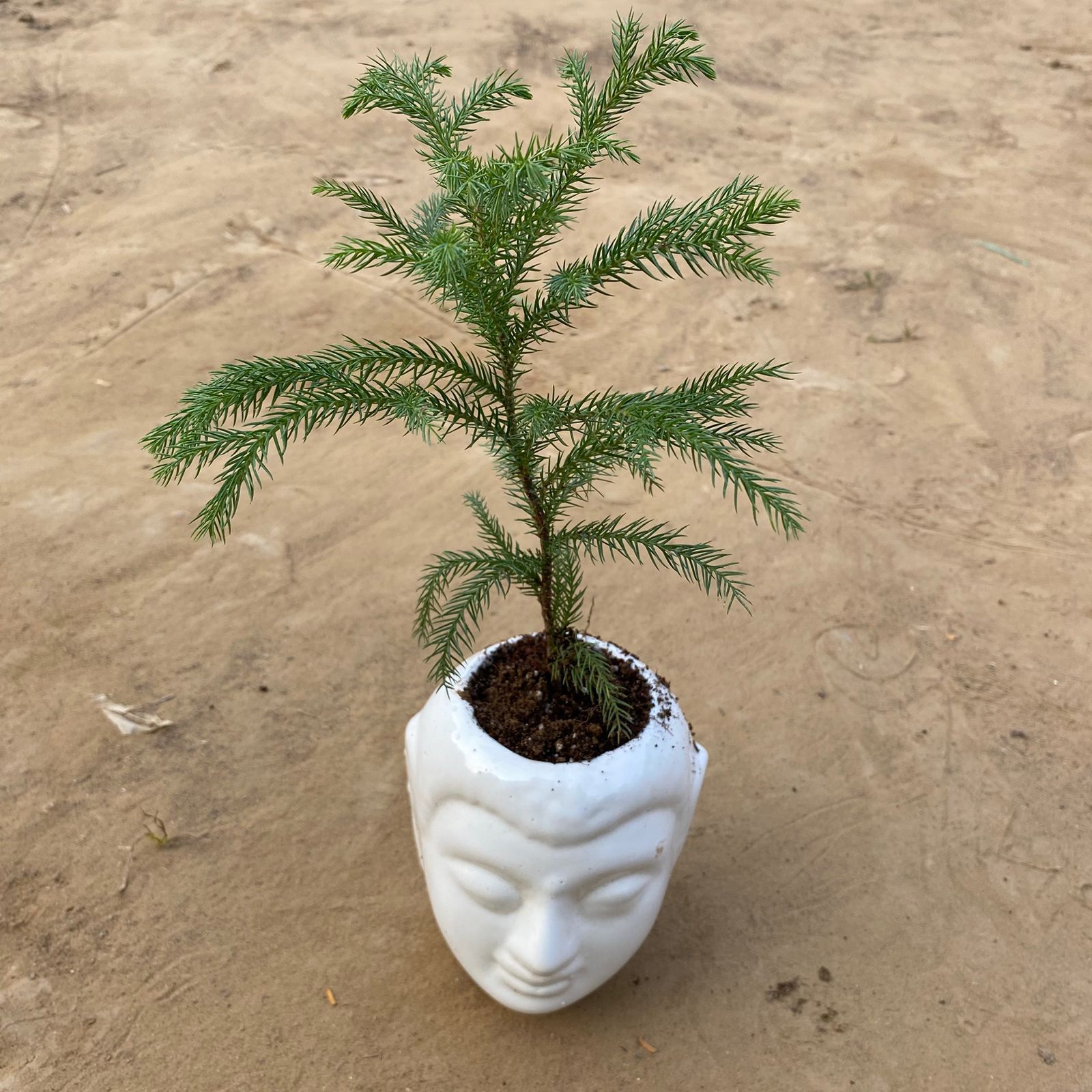 Araucaria / Christmas Tree (~ 1 Ft) in 6 Inch White Premium Buddha Plastic Pot