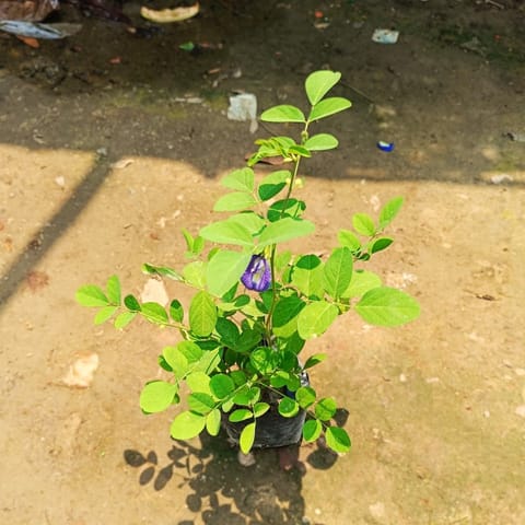 Aparajita Blue / Asian Pigeonwings (any colour) in 5 Inch Nursery Bag