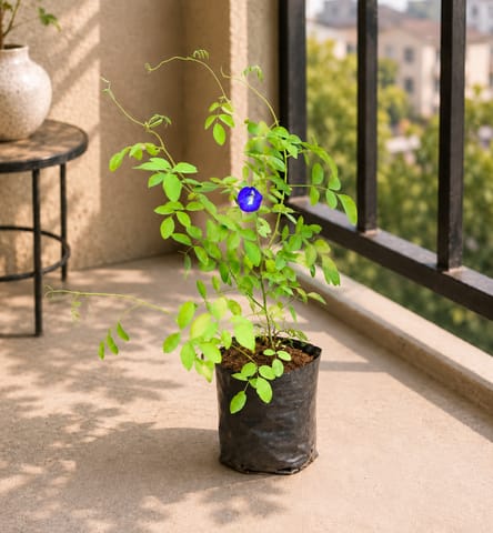 Aparajita Blue / Asian Pigeonwings (any colour) in 5 Inch Nursery Bag
