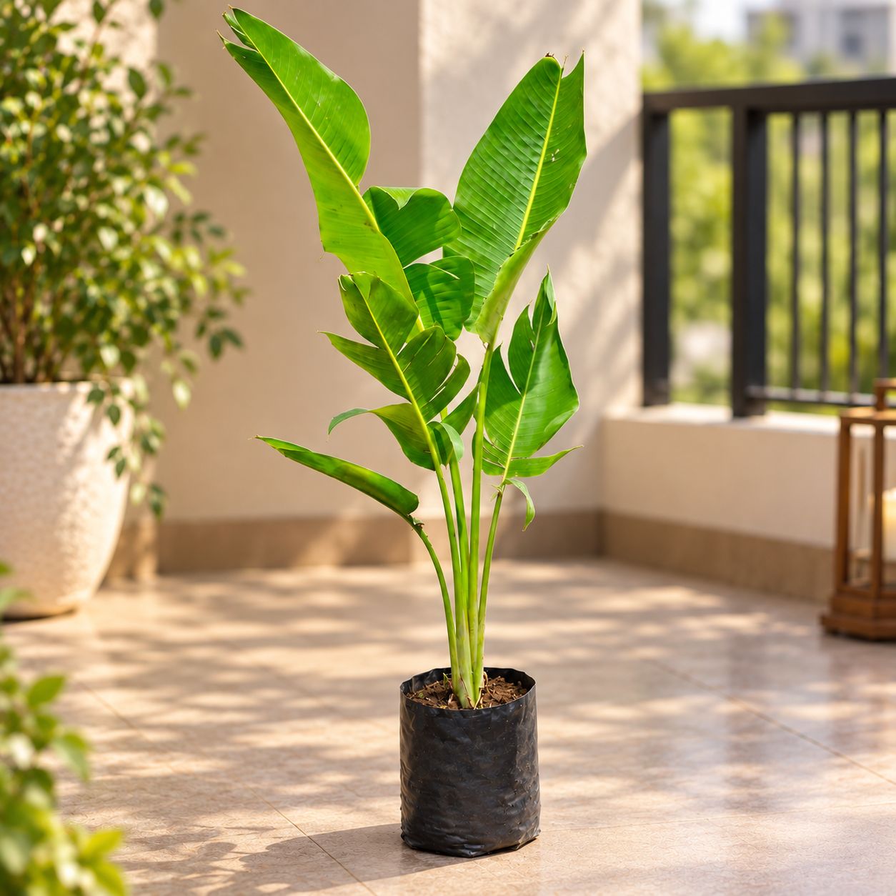 Traveller Palm (~ 5 Ft) in 8 Inch Nursery Bag