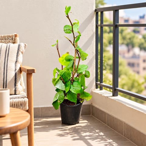 Paan / Betel Leaf (~ 2 Ft) in 6 Inch Nursery Pot