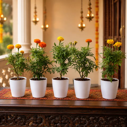 Festival Sunshine: Set of 5 - Marigold / Genda Plant in 6 Inch White Premium Orchid Round Plastic Pot