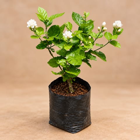 Mogra / Jasmine White Pune in 6 Inch Nursery Bag
