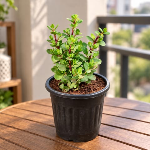 Lucky Large Jade in 6 Inch Black Super Nursery Pot