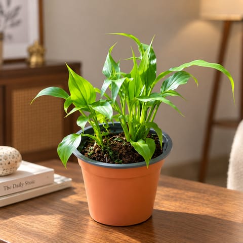 Peace Lily in 4 Inch Nursery Pot