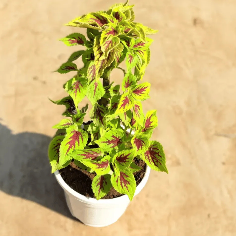 Coleus Yellow (Any Design) in 4 Inch White Nursery Pot