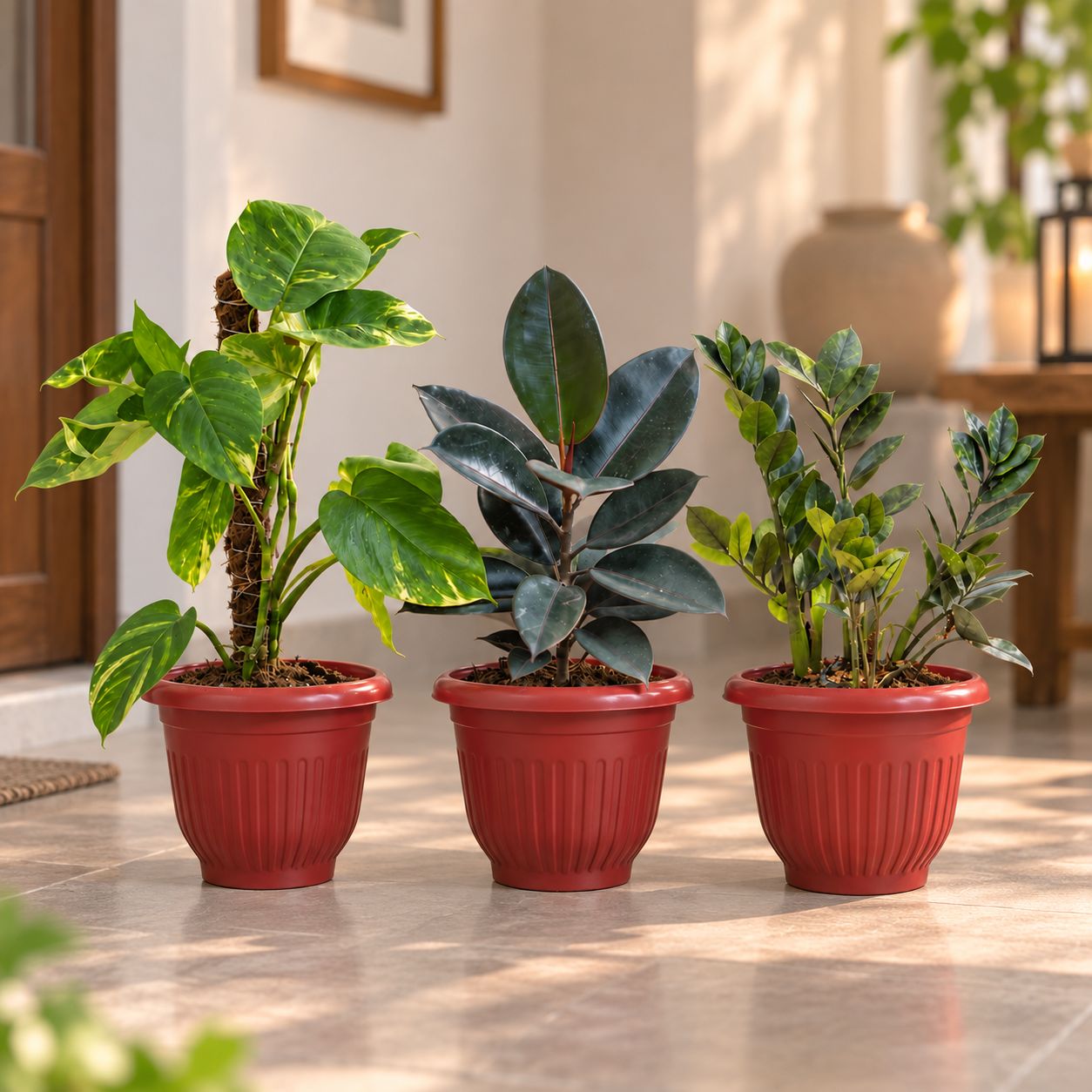 Large Indoor Low Maintenance Plants - Set of 3 - Money Plant Green with Moss Stick, Rubber Black & Zz Black (1- 1.5 ft) in 10 Inch Terracotta Red Olive Plastic Pot | Decorative setup