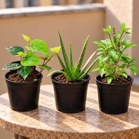 Herbs Care Combo - Set of 3 - Paan / Betel Leaf , Aloe Vera & Rama Tulsi in 4 Inch Nursery Pot