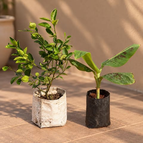 Fruit Plants - Set of 2 - Banana / Kela Plant & Kagzi Lemon/Nimbu in 5 inch Nursery Bag