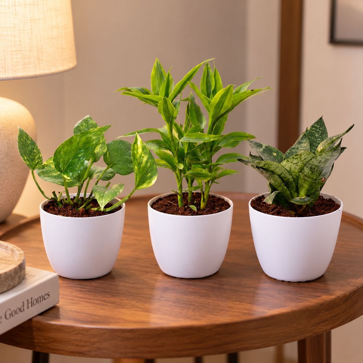 Air Purifying Plants - Set of 3 - Money Plant Green, Lucky Bamboo Golden & Snake Dwarf Green in 4 Inch White Premium Orchid Round Plastic Pot | Wellness Trio