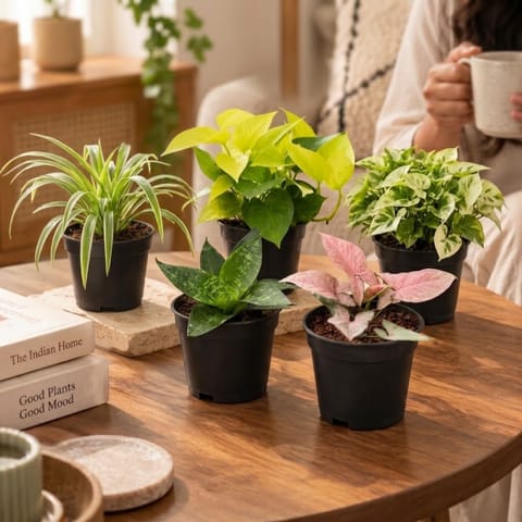 Low Maintenance Plant Pack - Set of 5 - Spider Green, Snake Dwarf Green, Syngonium Pink, Money Plant Golden & Syngonium Green in 4 inch Nursery Pot | Easy Care Desk Setup