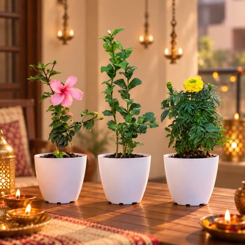 Bappa's Flowering Bloom Combo - Set of 3 - Hibiscus Pink, Mogra/Jasmine and Marigold in 6 Inch White Premium Orchid Round Plastic Pot | Festive Pack