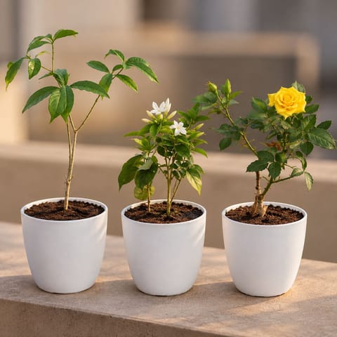Fragrant Flowering Plants - Set of 3 - Chandni / Crape Jasmine, Rose/Gulaab (Any Color) & Kakda Mallige / Star Jasmine in 6 Inch White Premium Orchid Round Plastic Pot | Beauty Set