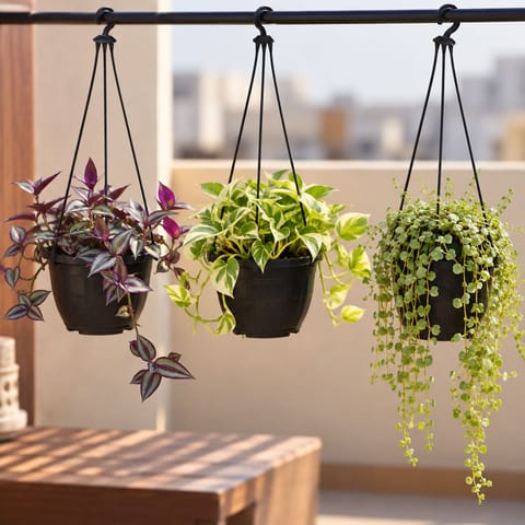 Hanging Low Maintenance plants - Set of 3 - Wandering Jew, Money Plant N'Joy & Turtle Vine Green in 6 Inch Hanging Pot