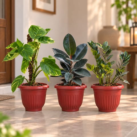 Large Indoor Low Maintenance Plants - Set of 3 - Money Plant Green with Moss Stick, Rubber Black & Zz Black (1- 1.5 ft) in 10 Inch Terracotta Red Olive Plastic Pot | Decorative setup